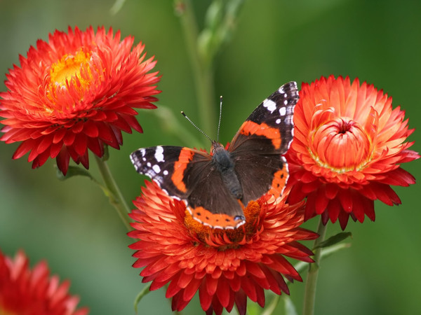 PAPILLON
