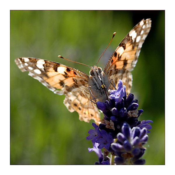 PAPILLON