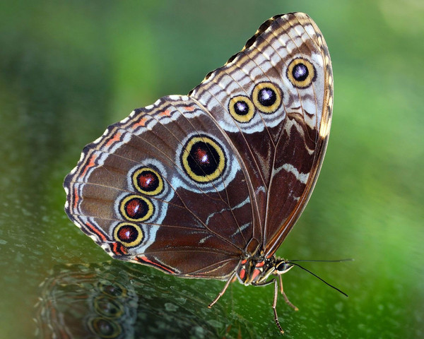 PAPILLON