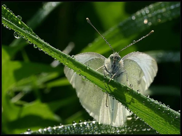 PAPILLON