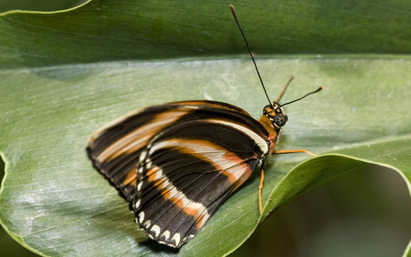 PAPILLON