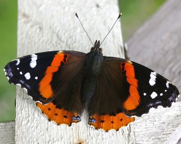 PAPILLON