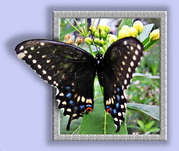 PAPILLON
