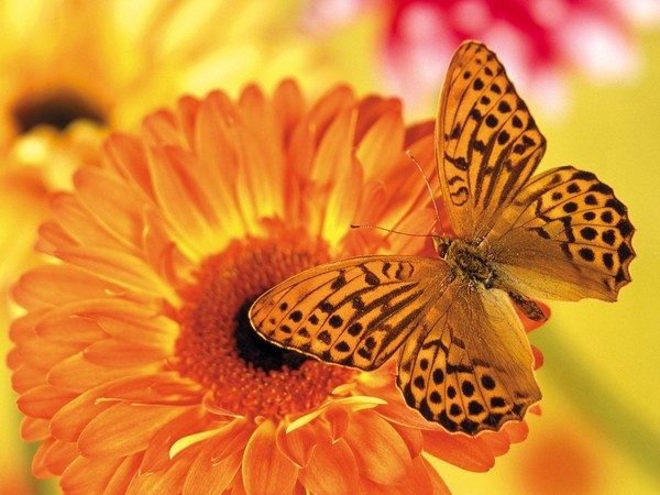 PAPILLON