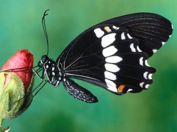 PAPILLON