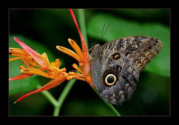 PAPILLON