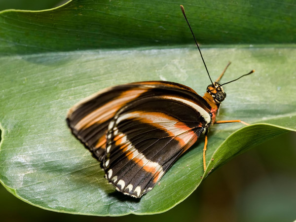 PAPILLON