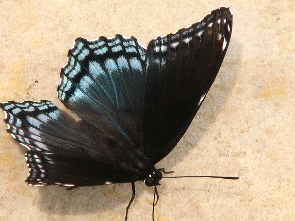 PAPILLON