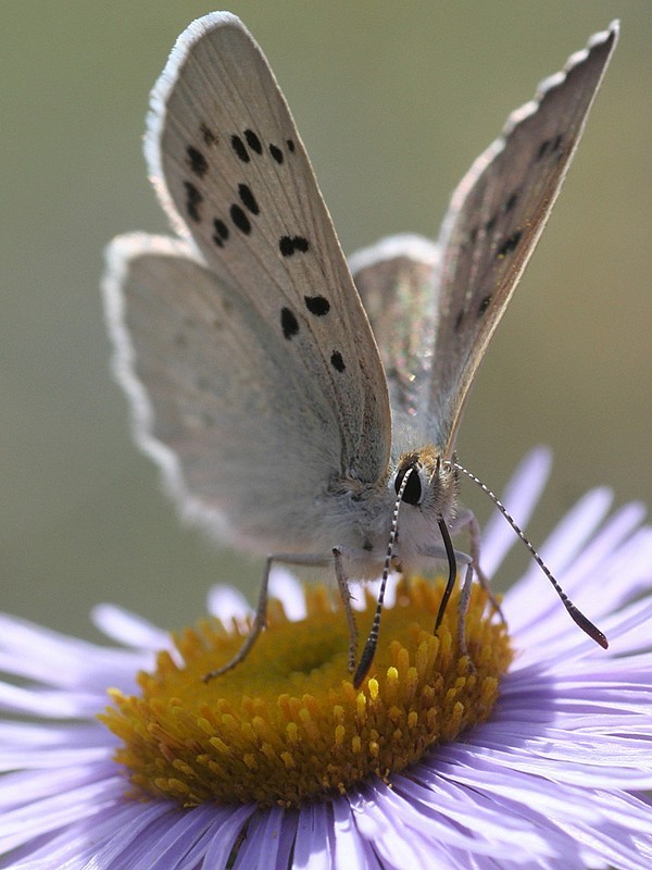 PAPILLON