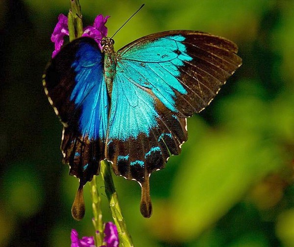 PAPILLON