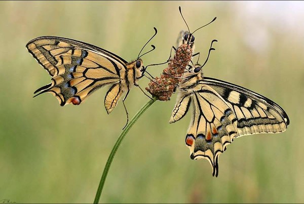PAPILLONS