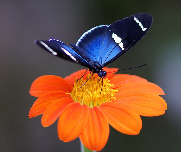 PAPILLON