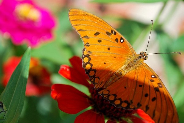 PAPILLON