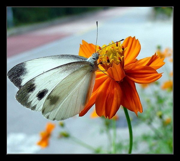 PAPILLON
