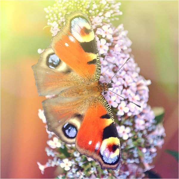 PAPILLON