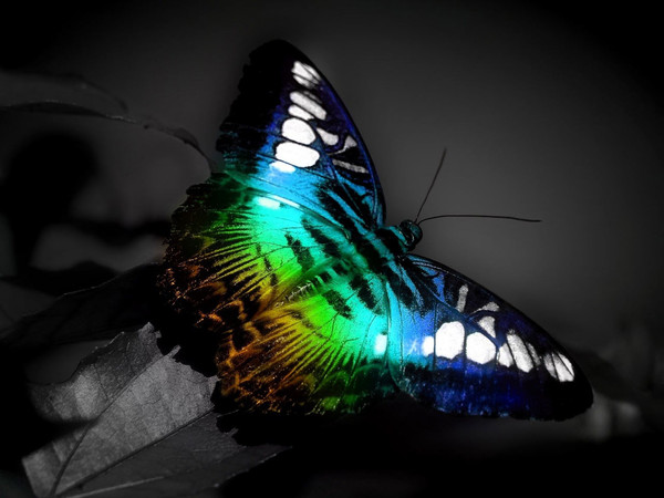 PAPILLONS