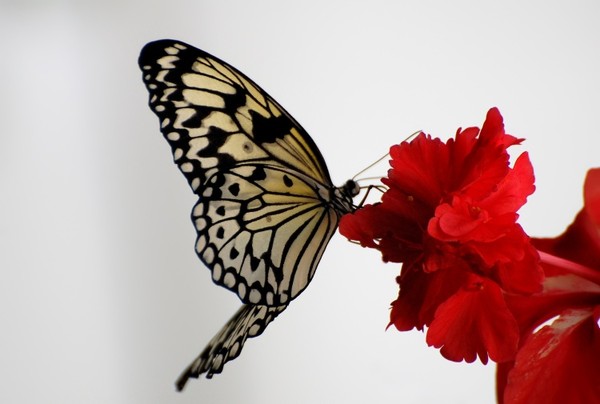 PAPILLON