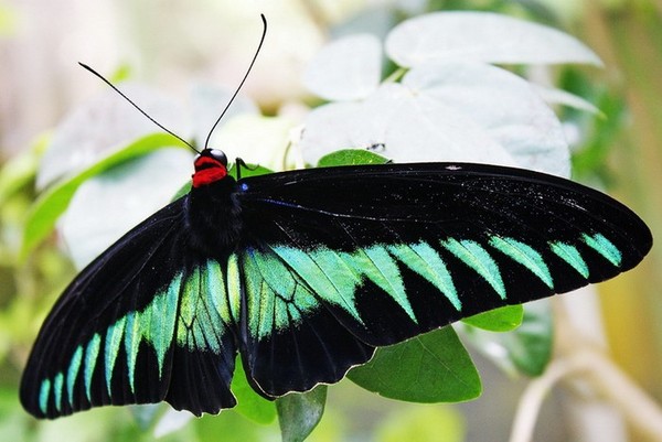 PAPILLON