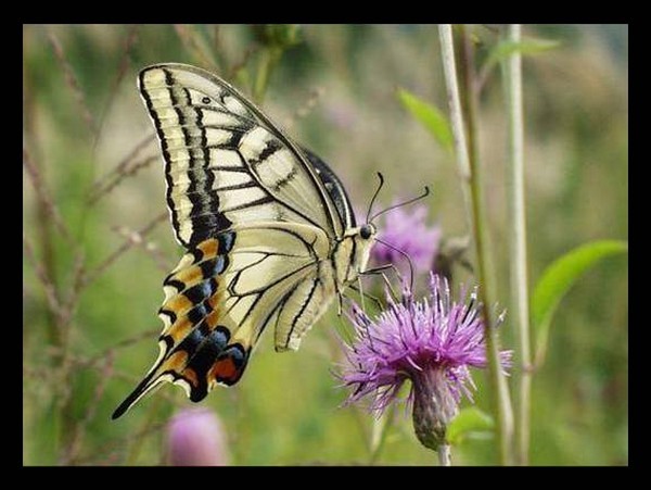 PAPILLON