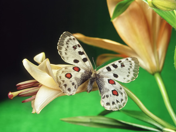 PAPILLON