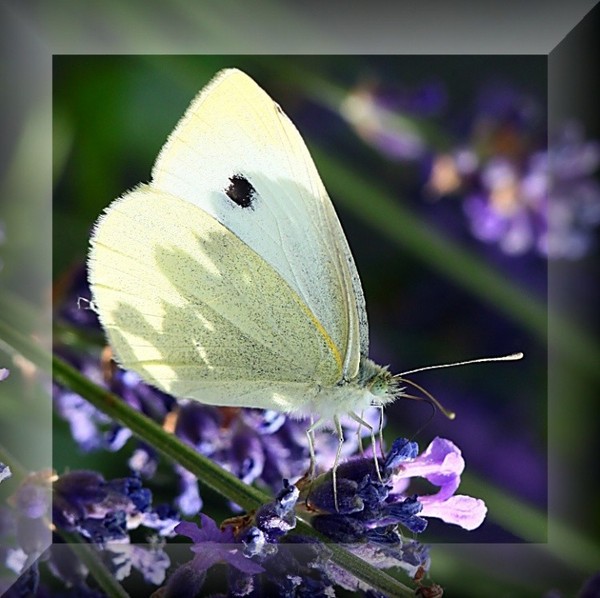 PAPILLON