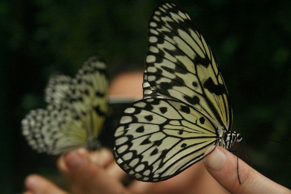 PAPILLONS