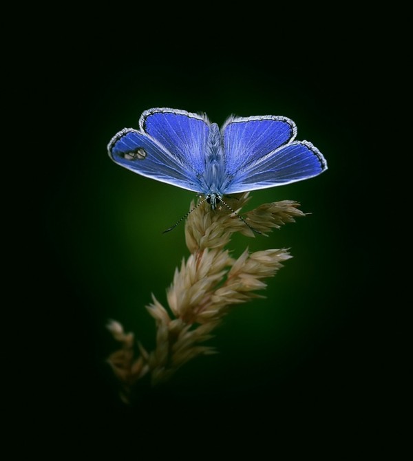 PAPILLON