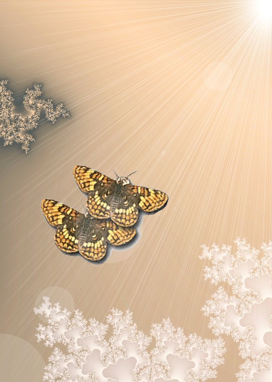 PAPILLONS