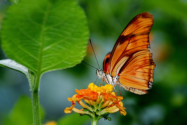 PAPILLON