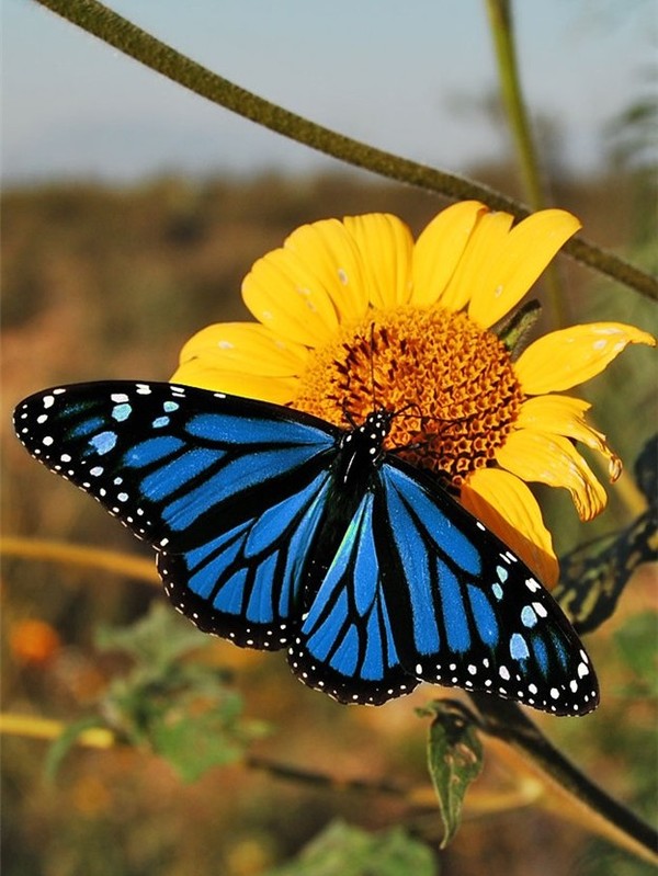 PAPILLON