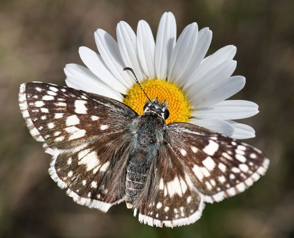 PAPILLON