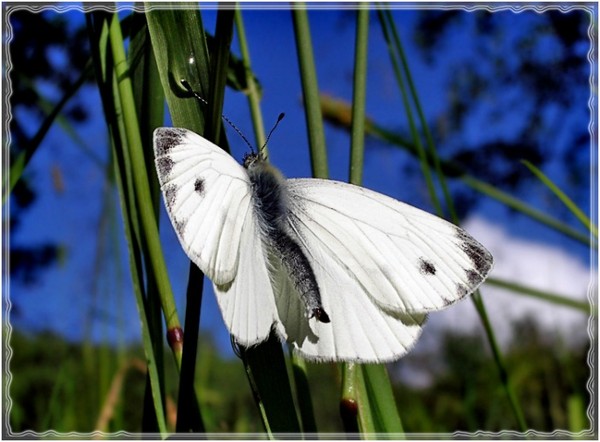 PAPILLON