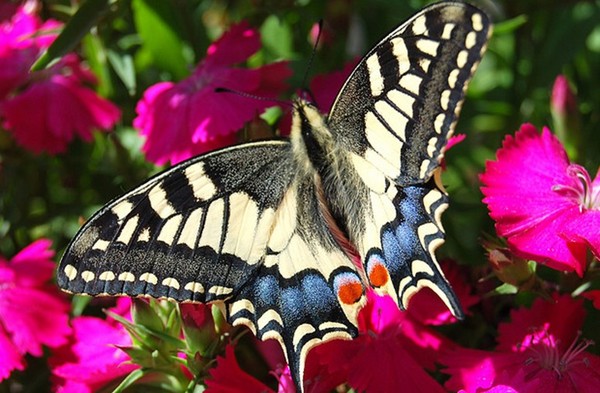PAPILLON