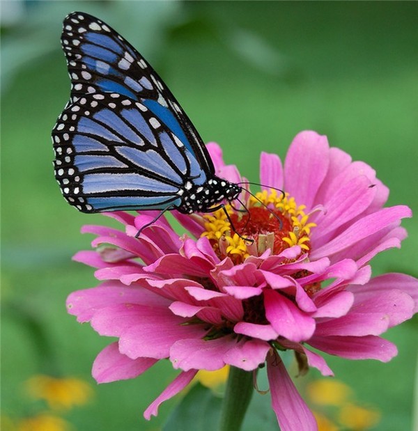 PAPILLON