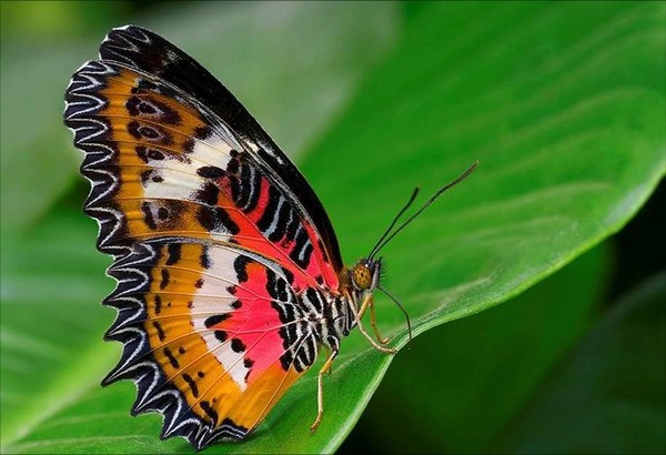 PAPILLON