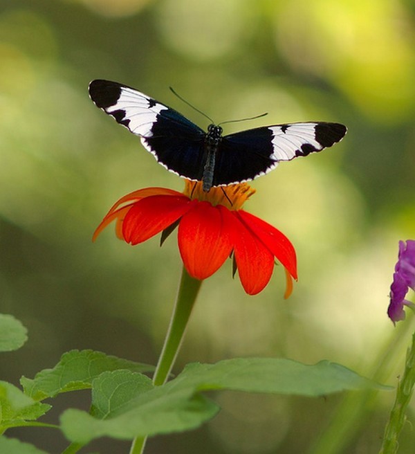 PAPILLON