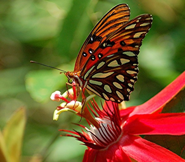PAPILLON