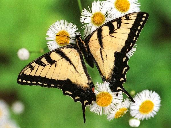 PAPILLON