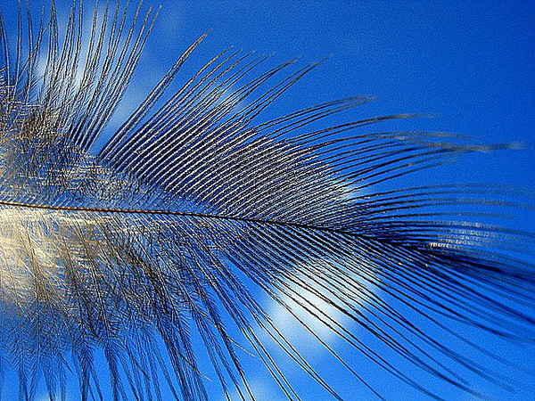 PLUMES