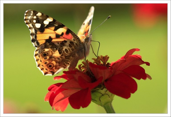 PAPILLON