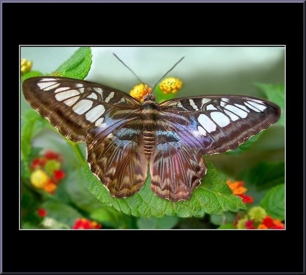 PAPILLON