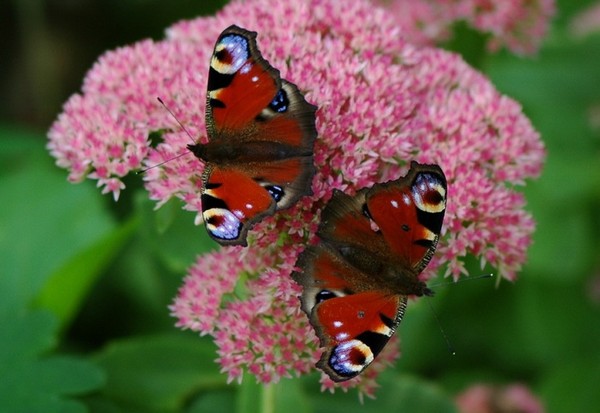 PAPILLON