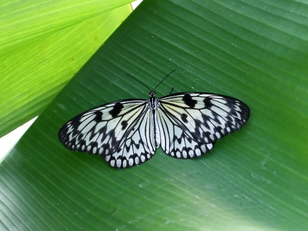 PAPILLONS