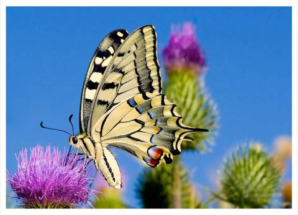 PAPILLON