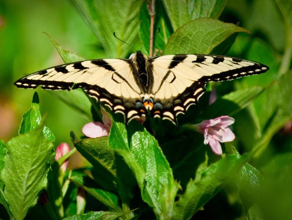 PAPILLON
