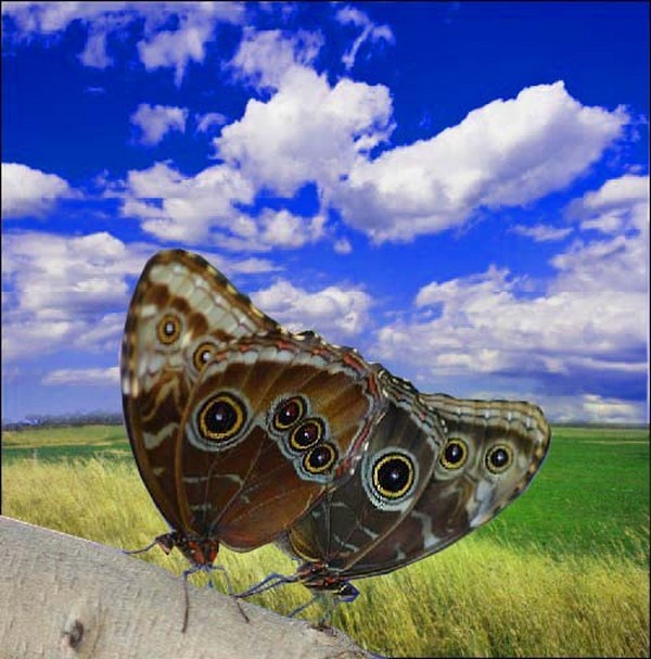 PAPILLONS