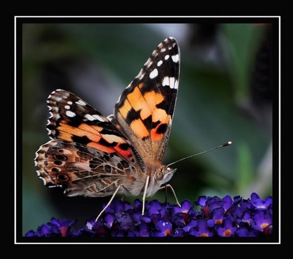 PAPILLON
