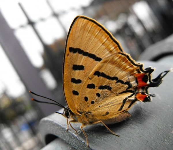 PAPILLON