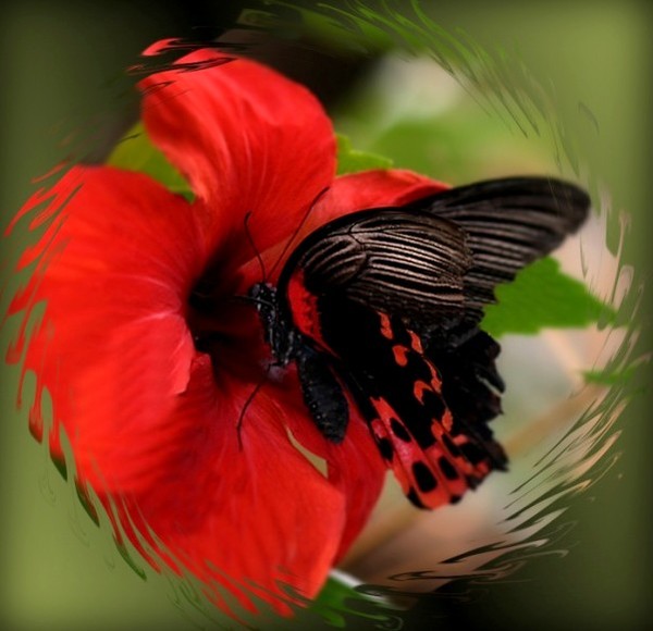 PAPILLON