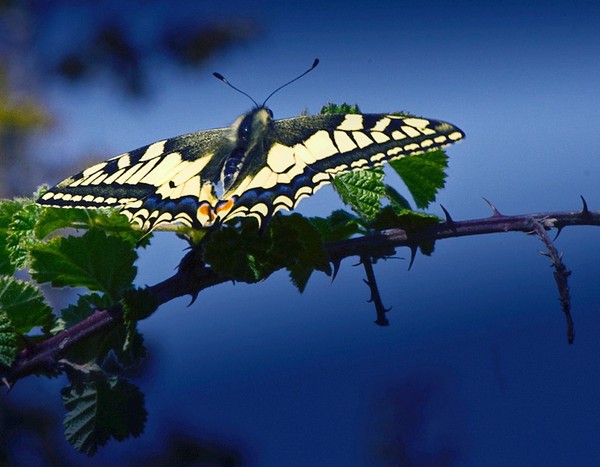 PAPILLON